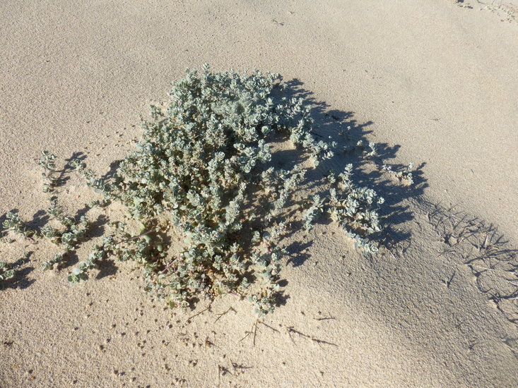 Image of beach saltbush