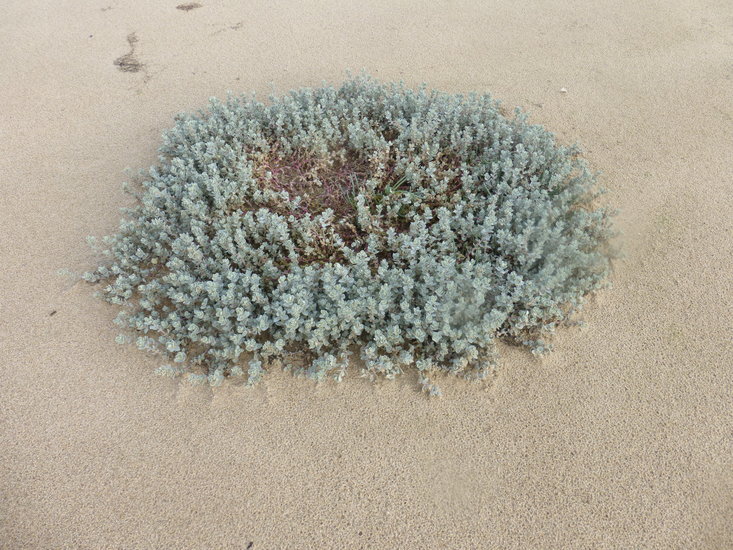 Image of beach saltbush