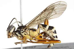 Image of Oezdemirus