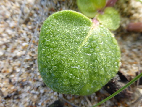 Imagem de Abronia latifolia Eschsch.