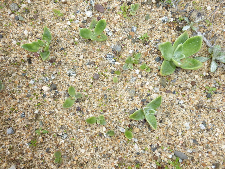 Imagem de Dudleya caespitosa (Haw.) Britton & Rose