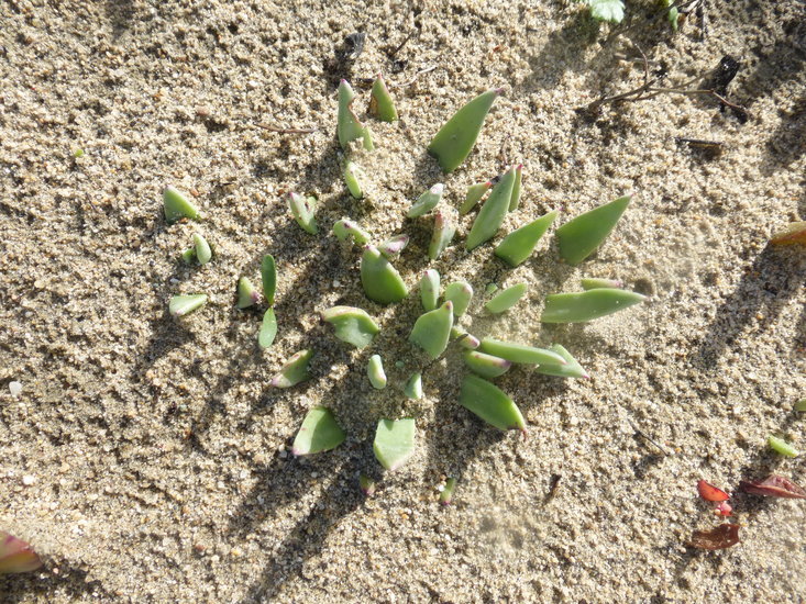 Imagem de Dudleya caespitosa (Haw.) Britton & Rose