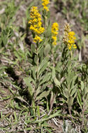 Image of velvety goldenrod