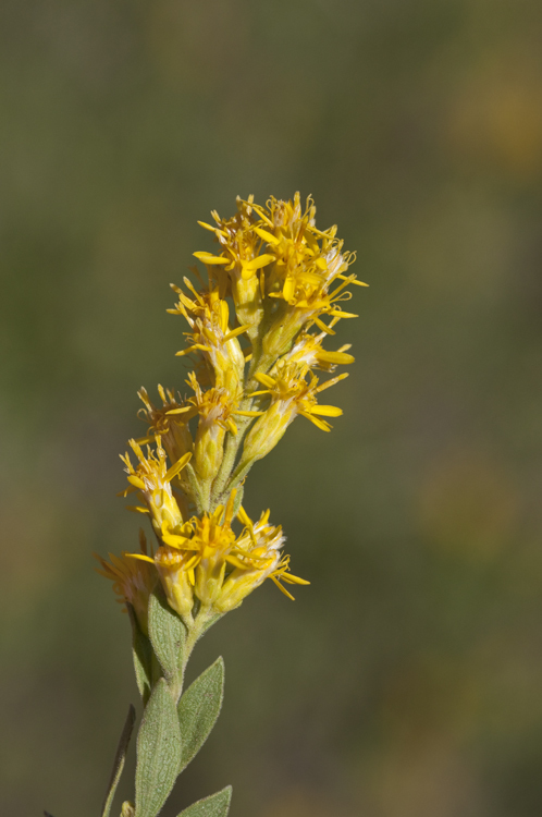 Image of velvety goldenrod