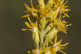 Image of velvety goldenrod