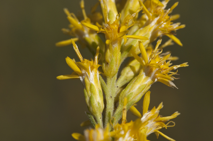 Image of velvety goldenrod