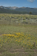 Image of velvety goldenrod