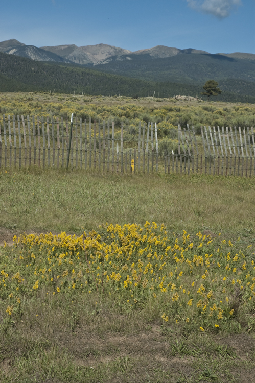 Image of velvety goldenrod