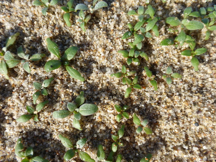 Image of <i>Camissoniopsis <i>cheiranthifolia</i></i> ssp. cheiranthifolia