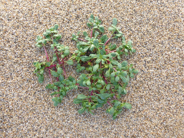 Image of <i>Camissoniopsis <i>cheiranthifolia</i></i> ssp. cheiranthifolia