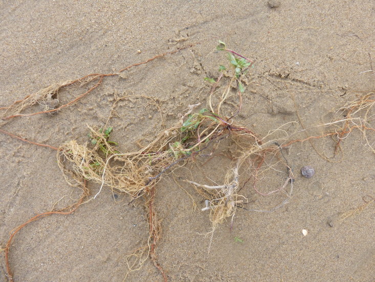 Image of <i>Camissoniopsis <i>cheiranthifolia</i></i> ssp. cheiranthifolia