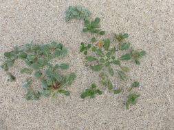 Image of <i>Camissoniopsis <i>cheiranthifolia</i></i> ssp. cheiranthifolia