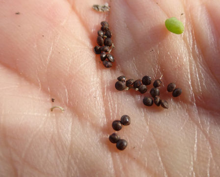 Image of narrow-leaved iceplant