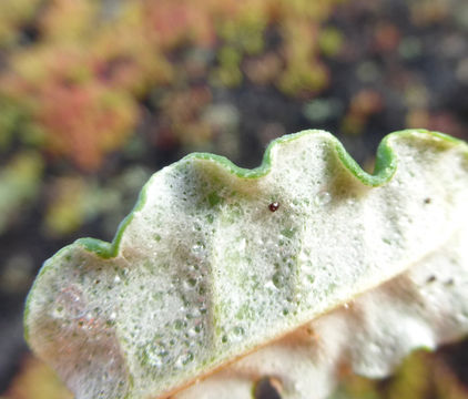 Image of seaside buckwheat