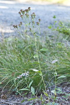 Image of western showy aster