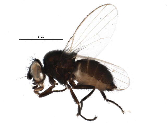 Image of Pholeomyia