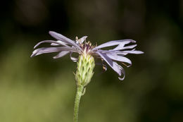 صورة Eurybia conspicua (Lindl.) G. L. Nesom