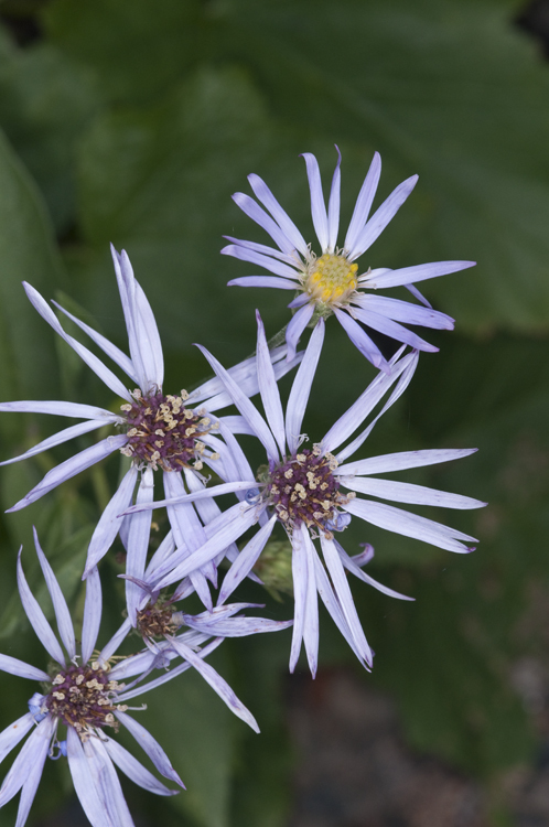 صورة Eurybia conspicua (Lindl.) G. L. Nesom