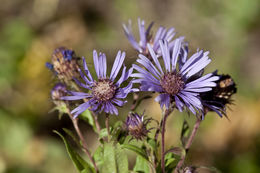 Image of Canada-Aster