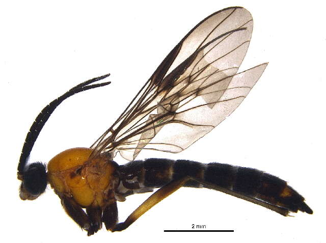 Image of Olbiogaster