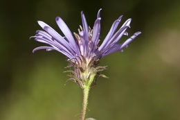 Image de Canadanthus modestus (Lindl.) G. L. Nesom