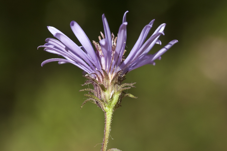 Image of Canada-Aster