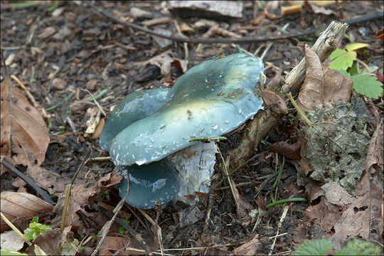 Plancia ëd Stropharia caerulea Kreisel 1979