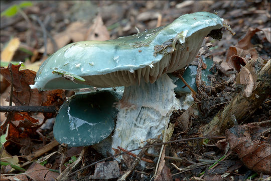 Plancia ëd Stropharia caerulea Kreisel 1979