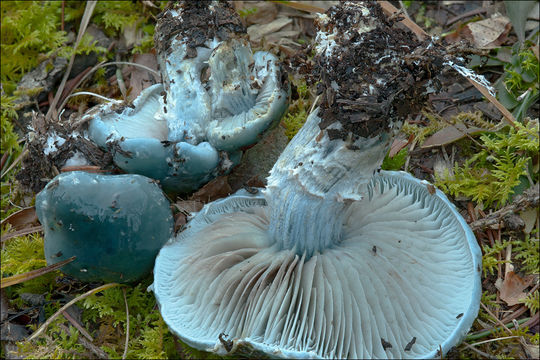 Image of Stropharia caerulea Kreisel 1979