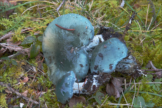 Plancia ëd Stropharia caerulea Kreisel 1979