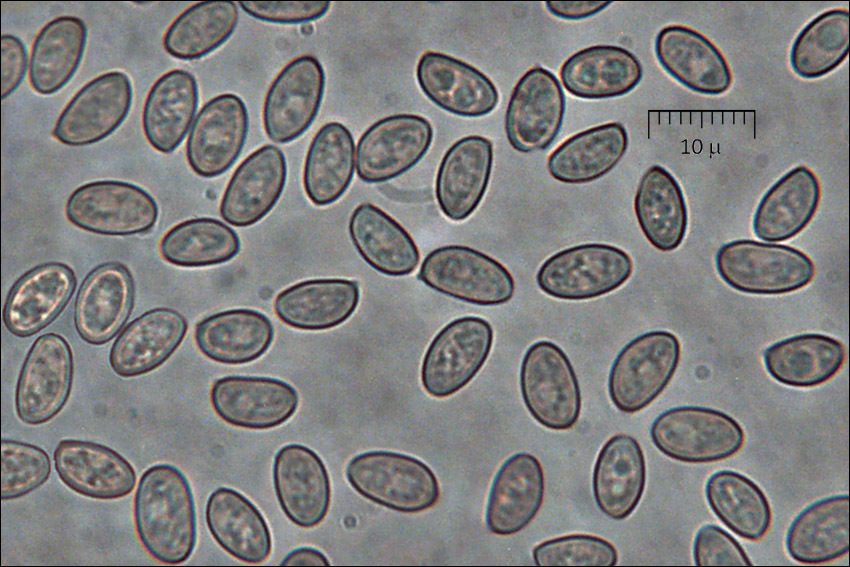 Image of Stropharia caerulea Kreisel 1979