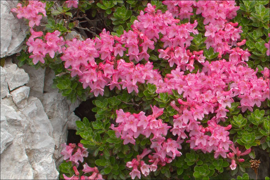 Image of Hairy Alpenrose