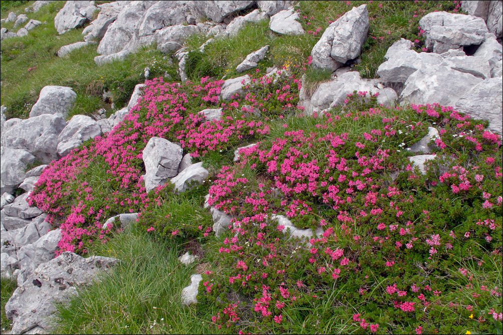 Image of Hairy Alpenrose