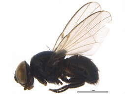 Image of Pholeomyia