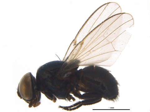 Image of Pholeomyia