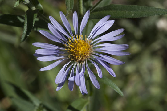 Imagem de Symphyotrichum foliaceum var. parryi (D. C. Eaton) G. L. Nesom