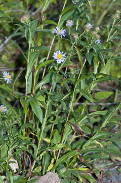 Image de Symphyotrichum foliaceum var. parryi (D. C. Eaton) G. L. Nesom