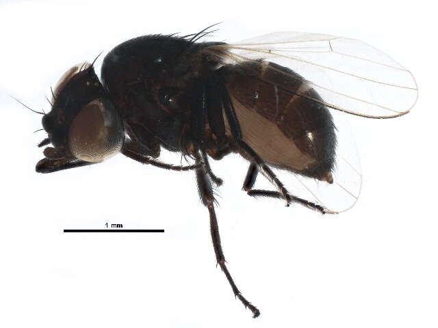 Image of Pholeomyia