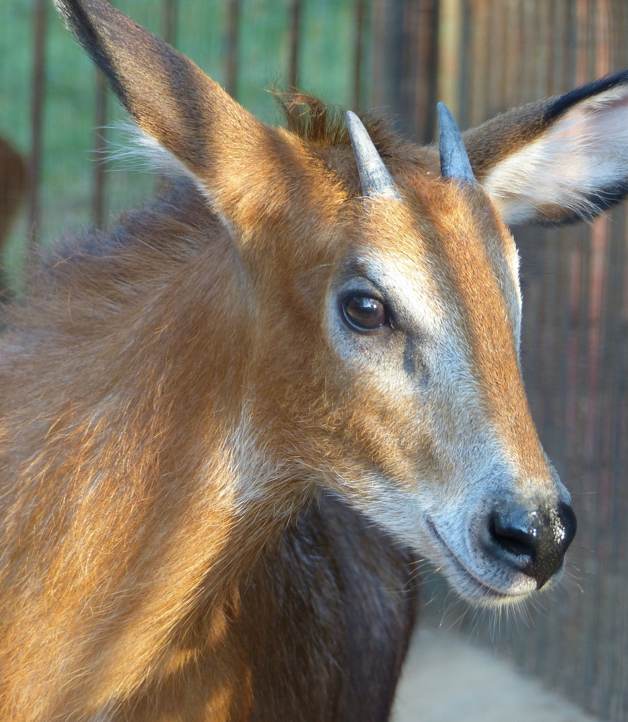 Image of Red Serow