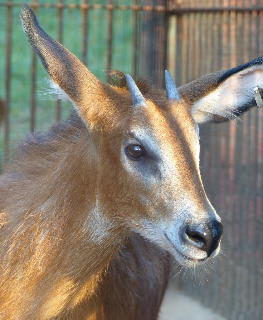 Image of Red Serow