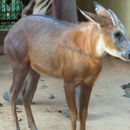 Image of Red Serow