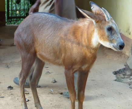 Image of Red Serow