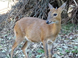 Tetracerus quadricornis (Blainville 1816) resmi