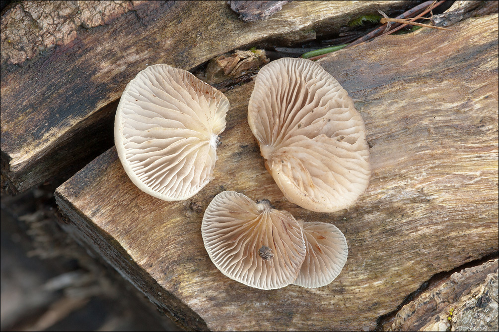 Image of Crepidotus mollis (Schaeff.) Staude 1857