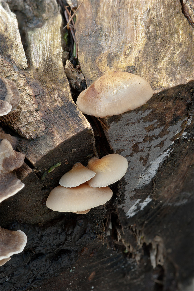 Image of Crepidotus mollis (Schaeff.) Staude 1857