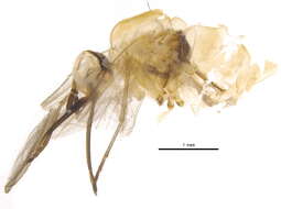 Image of Systropus