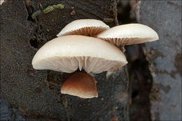 Image of Crepidotus mollis (Schaeff.) Staude 1857