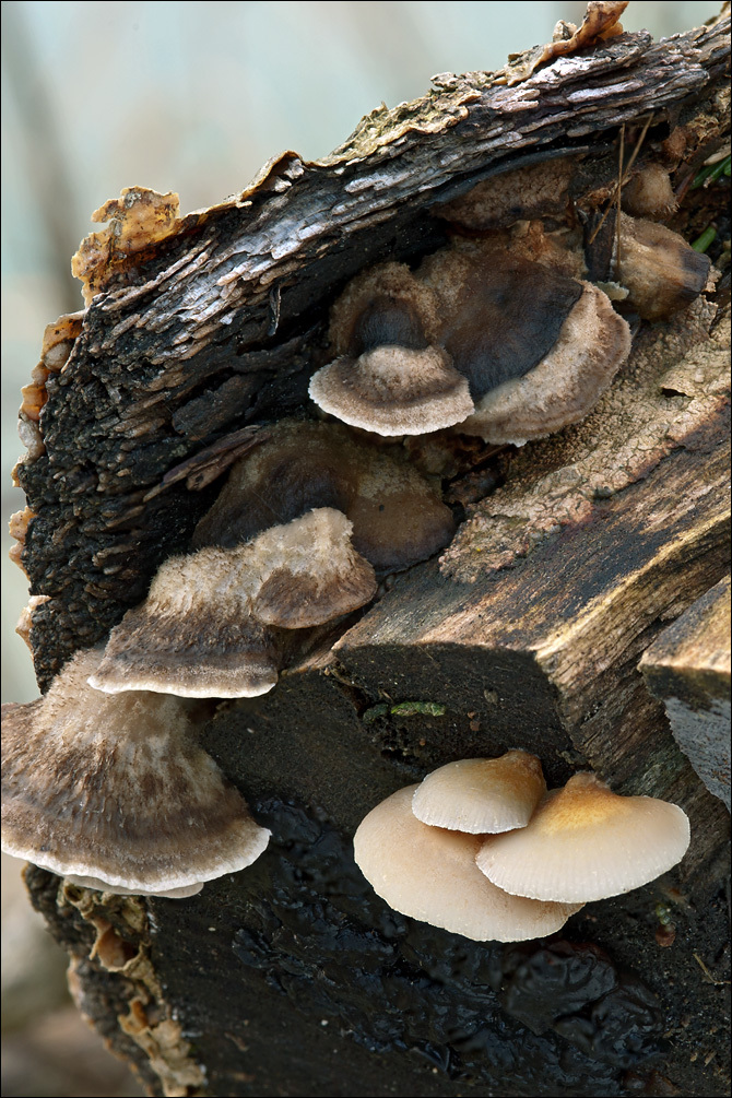 Image of Crepidotus mollis (Schaeff.) Staude 1857