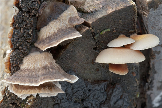 Image of Crepidotus mollis (Schaeff.) Staude 1857