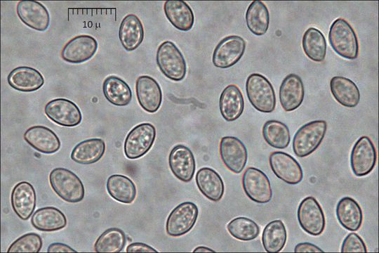 Image of Crepidotus mollis (Schaeff.) Staude 1857